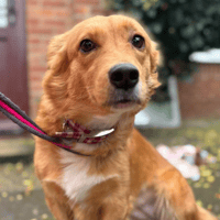 Rose, female dog to adopt