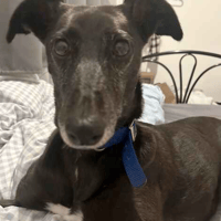 Penny, female dog to adopt