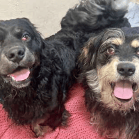 Teddy and Chester, dog to adopt