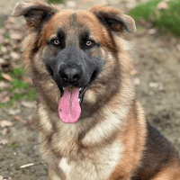 Zeus, dog to adopt