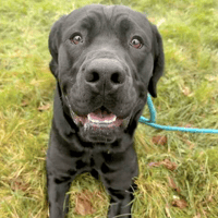 Sprout, dog to adopt