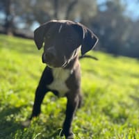 Kai, chien à adopter