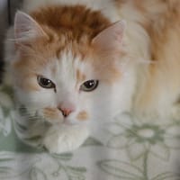 Vigo, kot do adopcji