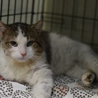 Jaromir, kot do adopcji