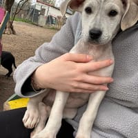 Lucie, chienne à adopter