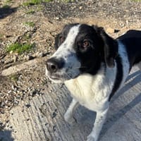 Lazlo, chien à adopter