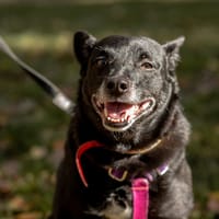 Pershing, pies do adopcji