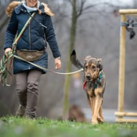 Pluto, pies do adopcji