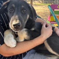 Sparky, chien à adopter