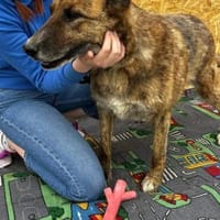 Angus - Notfall in Deutschland, Hund zur Adoption