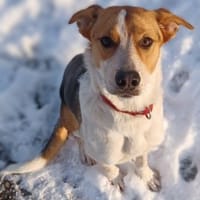 GIHRA 💚💚💚 sucht Für-immer-Zuhause, Hündin zur Adoption