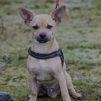 Zuckerschock Radir, Hund zur Adoption