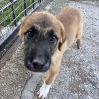 Manon, chienne à adopter