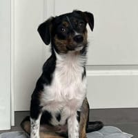 Glenni - Die Aufgeweckte, Hündin zur Adoption