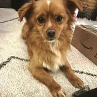 Pippinus ist süß, neugierig und putzig!!, Hund zur Adoption