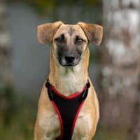 Fröhliche Lika sucht ihre Familie, Hündin zur Adoption