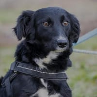 Bezaubernde Zelma, Hündin zur Adoption