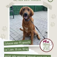 Tarcin sucht ein Zuhause/Pflegestelle, Hund zur Adoption
