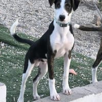 Linus, Hund zur Adoption