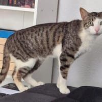 Kater Nicola hofft auf eine neue Chance, Kater zur Adoption