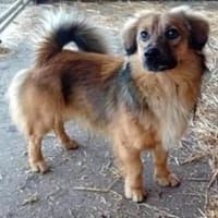 Csuti bekam nie Zuwendung, Hund zur Adoption