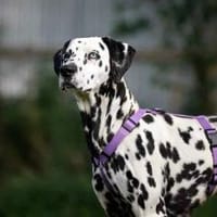 Freundliche Gloria sucht ihre Menschen, Hündin zur Adoption