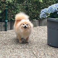 Sissi ❤, Hündin zur Adoption