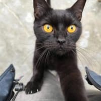 Joron - Verschmuster Prachtpanther, Kater zur Adoption