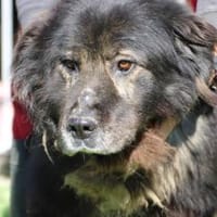 Bo - ruhig u. sehr verschmust, Hund zur Adoption