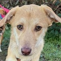 GRETCHEN-zauberhafte Jung-Hündin, 38 cm, Hündin zur Adoption