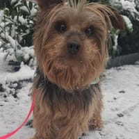 Mischa der kleine Entdecker, Hund zur Adoption