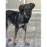 Rosaly - wartet in 53757 Sankt Augustin, Hündin zur Adoption