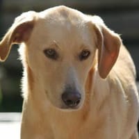 Nemo, leise Seele..., Hund zur Adoption