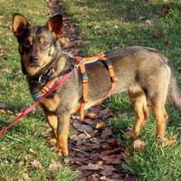 kleine, witzige, fröhliche Saia sucht, Hündin zur Adoption