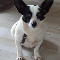 🍀🐾 Kleine ABBY sucht ihr Glück 🐾🍀, Hündin zur Adoption