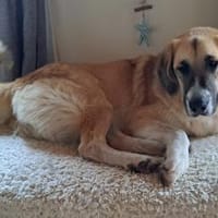 Sarah sucht ihr Für-immer-Zuhause, Hündin zur Adoption