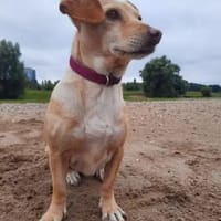 SARA - auf PS in NRW, Hündin zur Adoption