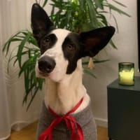 Balerion hätte so gerne ein Zuhause, Hund zur Adoption