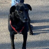 Zorro Labrador Mix Rüde 10Jahre in 72762, Hund zur Adoption