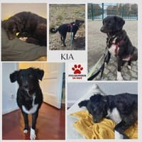 Kia kroatischer Schäferhund Mix Hündin, Hündin zur Adoption