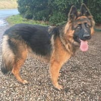 Ella, Hündin zur Adoption