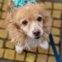 Chia sucht ein neues Zuhause, Hündin zur Adoption