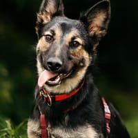 Fröhliche Ajka sucht ihre Familie, Hündin zur Adoption