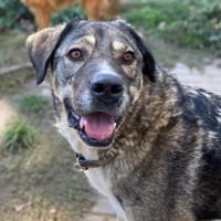 GIGAS - loyaler, souveräner Rüde, Hund zur Adoption