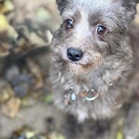 Ich heiße Zippy ,36 cm, mit Video, Hündin zur Adoption