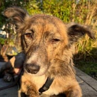 Herbie, geb. 08/2022, 78048 Villingen-S., Hund zur Adoption