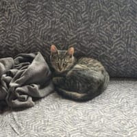 Kater Akari sucht sein Zuhause, Kater zur Adoption
