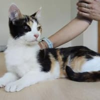 Amapola - blind,  aber  ganz entzückend!, Katze zur Adoption