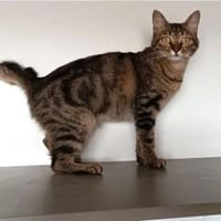 Reina-sozial, menschenbezogen & gutmütig, Katze zur Adoption