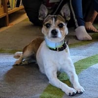 Mila - freundlich und bewegungsfreudig, Hündin zur Adoption